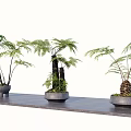 Decorative Bonsai Potted Plants With Green Foliage In Ceramic Pots On Gray Platform