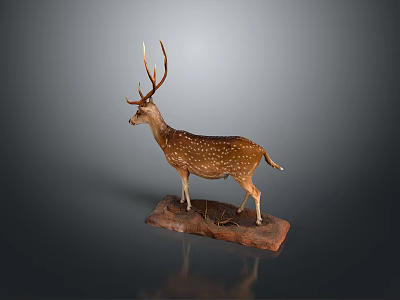Stuffed Deer Taxidermy Mount With Antlers And White Spots On Wooden Display Base 3d model