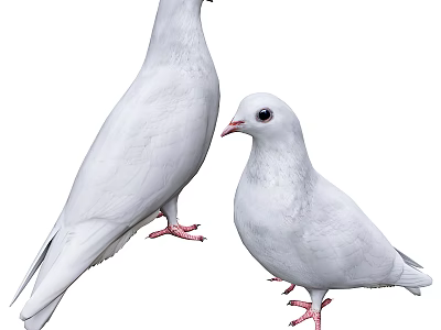 Flying Animals White Doves Standing Together With White Feathers And Red Feet 3d model