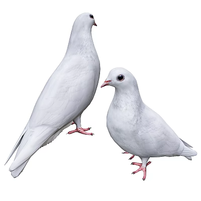Flying Animals White Doves Standing Together With White Feathers And Red Feet 3d model