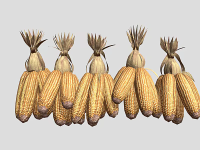 Golden Dried Corn Cobs With Husks Arranged In A Straight Row 3d model