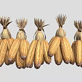 Golden Dried Corn Cobs With Husks Arranged In A Straight Row