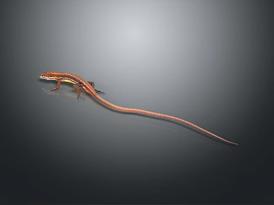 Orange and brown reptile lizard with long slender tail on gray background 3d model