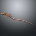 Orange and brown reptile lizard with long slender tail on gray background