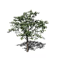 The Modern Tree 3d model