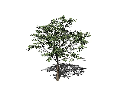 Tall Single Tree With Lush Green Leaves And Strong Trunk Casting Shadow 3d model