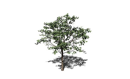 The Modern Tree 3d model