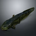Spotted Green And Black Salamander With Long Body On Gray Background