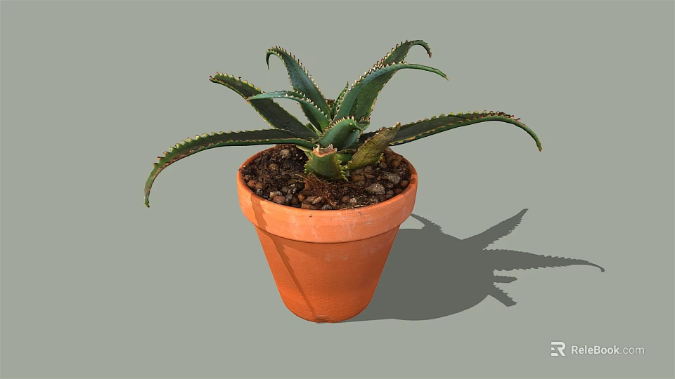 Aloe Vera Bonsai Potted Plant in Orange Terracotta Pot with Long Spiky Leaves 3d model 
