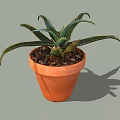 Aloe Vera Bonsai Potted Plant in Orange Terracotta Pot with Long Spiky Leaves