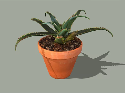 Aloe Vera Bonsai Potted Plant in Orange Terracotta Pot with Long Spiky Leaves 3d model