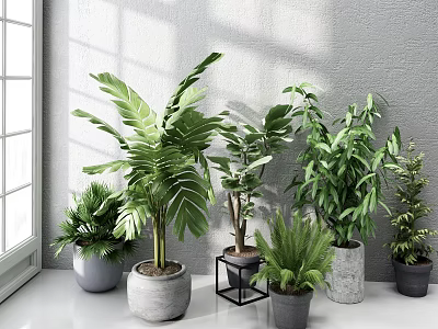 Indoor Potted Plants With Lush Green Leaves And Various Types In Different Pots Near Window 3d model