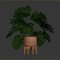 Lush Monstera Plant With Green Leaves In Orange Pot On Wooden Legs Against Dark Background