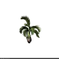 Lush Palm Tree with Green Fronds in Woven Vase on Dark Background