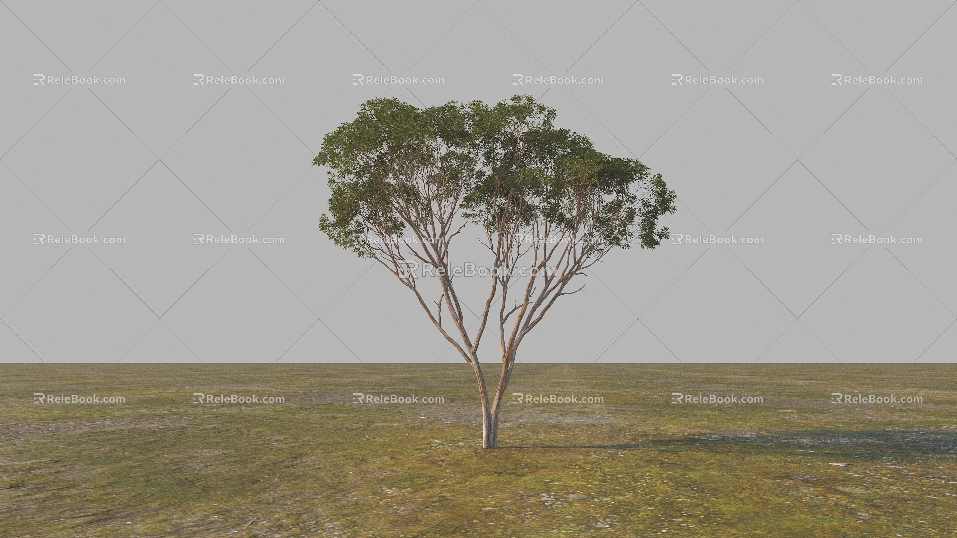 desert plant desert tree 3d model