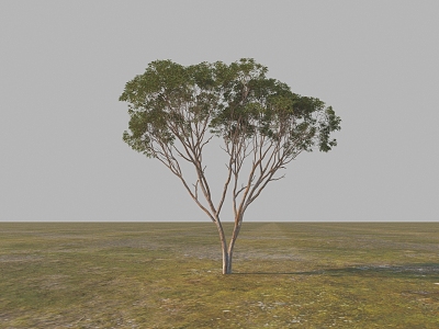 desert plant desert tree 3d model