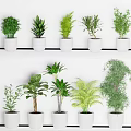Various Green Potted Plants Arranged In White Pots For Home Decor