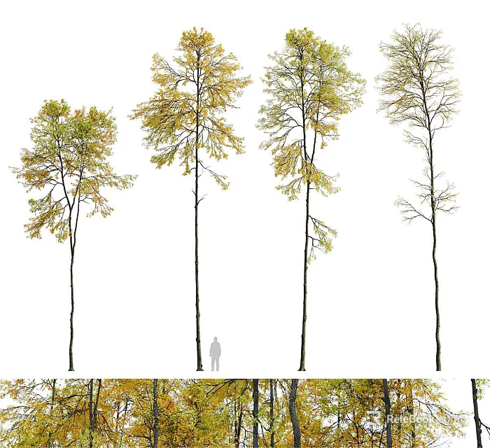 Multiple Arbor Trees With Yellow Green Leaves And Person For Scale Reference 3d model 
