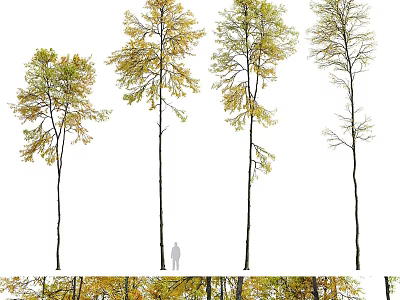 Multiple Arbor Trees With Yellow Green Leaves And Person For Scale Reference 3d model