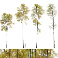 Multiple Arbor Trees With Yellow Green Leaves And Person For Scale Reference