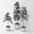 Bonsai Potted Plants With Green Leaves In White Pots On Wooden Tabletop Against Gray Wall