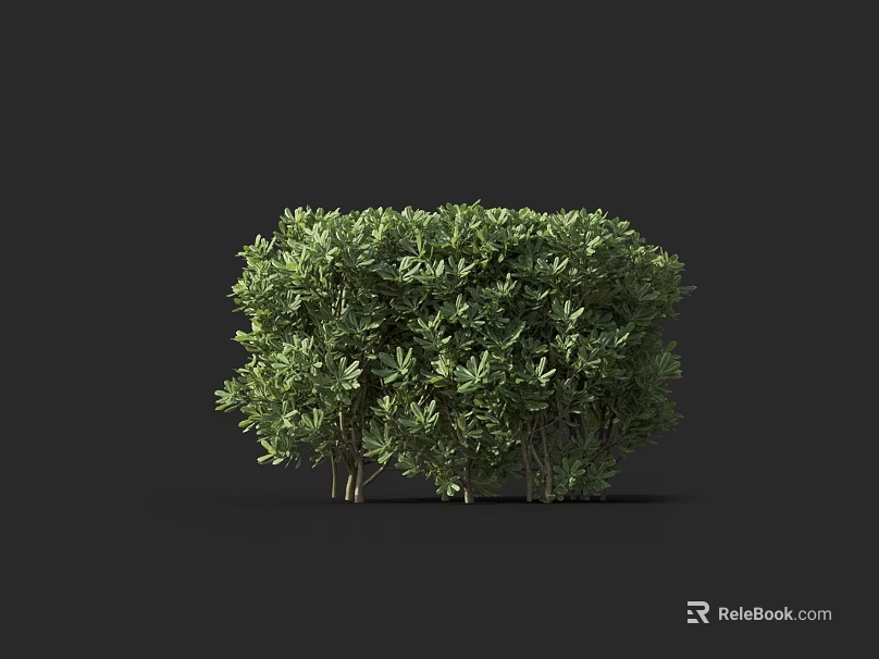 Green Shrub With Lush Dense Foliage Ideal For Garden Landscaping Decoration 3d model 