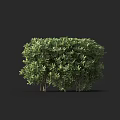 Green Shrub With Lush Dense Foliage Ideal For Garden Landscaping Decoration