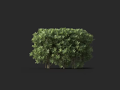 Green Shrub With Lush Dense Foliage Ideal For Garden Landscaping Decoration 3d model