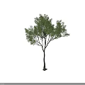Single Arbor Tree With Thin Trunk And Lush Green Foliage On White Background 3d model