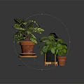 Houseplants With Variegated Leaves And Green Foliage In Terracotta Pots On Wooden And Metal Stands