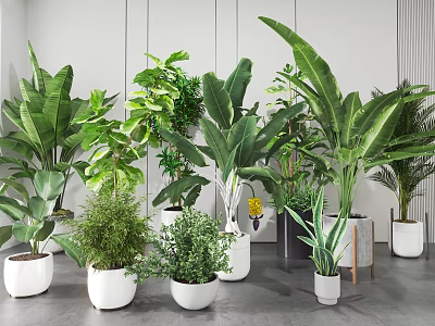 Various Indoor Potted Plants With Large Leaves Small Sizes And White Pots 3d model