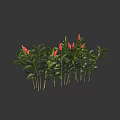 Lush Green Leafy Plants With Bright Red Flowers Clustered Together Neatly