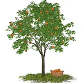 Garden Landscape With Orange Tree Ripe Fruits and Basket On Green Grass Under Blue Sky