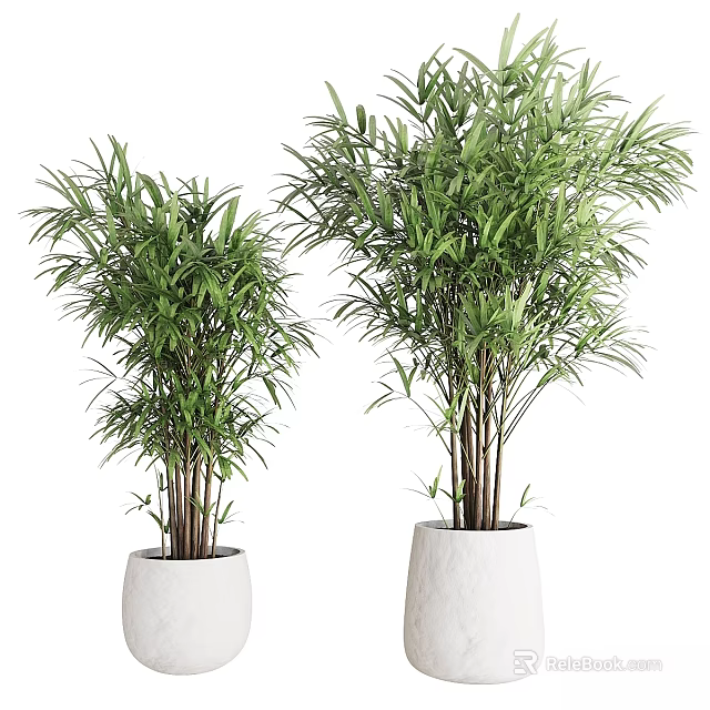 Decorative Plant Arrangement with Bamboo Plants in White Textured Pots for Indoor Home Decor 3d model 