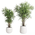 Decorative Plant Arrangement with Bamboo Plants in White Textured Pots for Indoor Home Decor