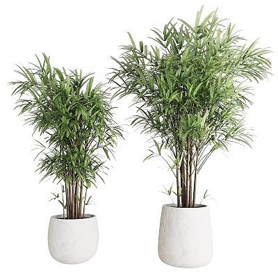 Decorative Plant Arrangement with Bamboo Plants in White Textured Pots for Indoor Home Decor 3d model