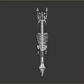 Silver Metallic Dog Skeleton Model Medical Device With Clear Structure For Teaching 3d model