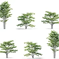 Various Arbor Tree Designs Featuring Lush Foliage and Distinct Trunk Forms 3d model