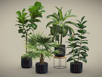 Various Types of Indoor Potted Plants with Green Leaves in Black Pots and Stands 3d model