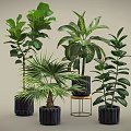 Various Types of Indoor Potted Plants with Green Leaves in Black Pots and Stands