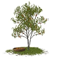 Fruit Tree With Orange Fruits And Basket On Green Grass Under Blue Sky