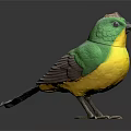 Vibrant Green and Yellow Bird with Black Tail Standing on Dark Background