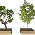 Wooden Square Planters With Lush Green Trees For Garden Decoration
