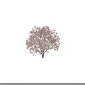 Tall Flowering Arbor with Pink Blossoms in Full Bloom and Silhouette Figure