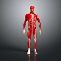 Detailed Human Organ Anatomy 3D Model Showing Muscular And Skeletal Structure