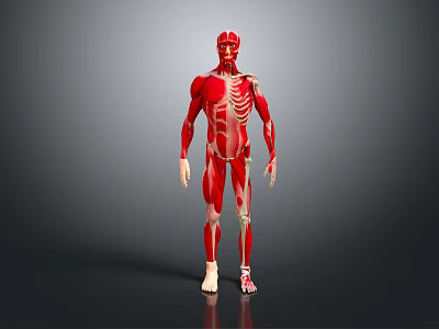 Detailed Human Organ Anatomy 3D Model Showing Muscular And Skeletal Structure 3d model