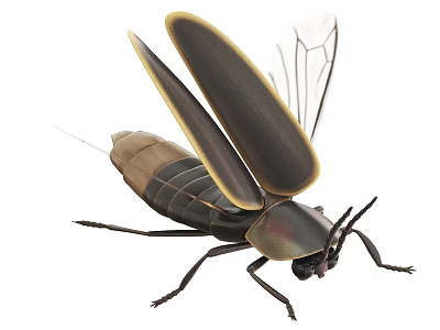 Close Up of Flying Beetle with Brown Exoskeleton Yellow Wing Edges and Transparent Wings 3d model
