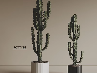 Stylish Cactus Potted Plants With White And Black Pots Indoor Decor 3d model