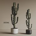 Stylish Cactus Potted Plants With White And Black Pots Indoor Decor