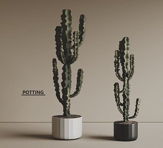 Modern potted cactus green plant 3d model